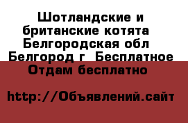 Шотландские и британские котята - Белгородская обл., Белгород г. Бесплатное » Отдам бесплатно   